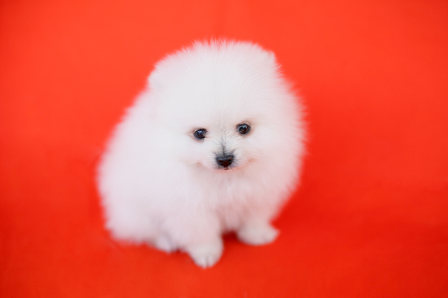 犬　ボディランゲージ