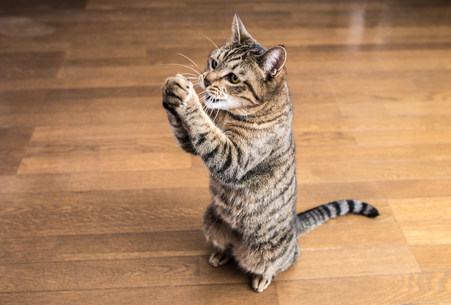 猫　好かれる人　特徴