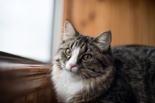 猫　糖尿病　口臭