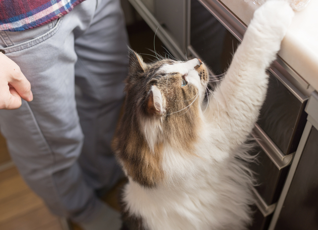 猫　人間のご飯　食べる