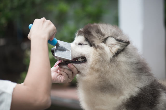犬　ブラッシング