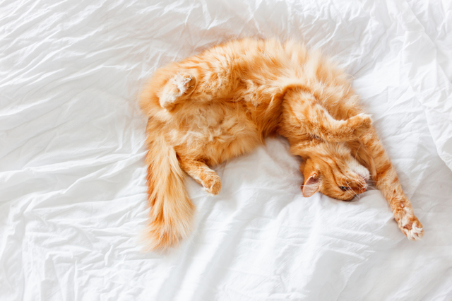 猫　眠る　理由