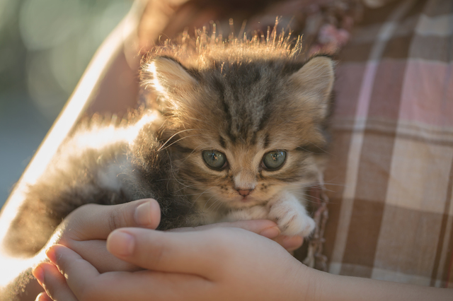 猫　抱っこ　嫌がる