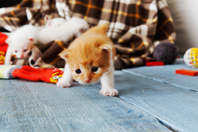 新生期　猫