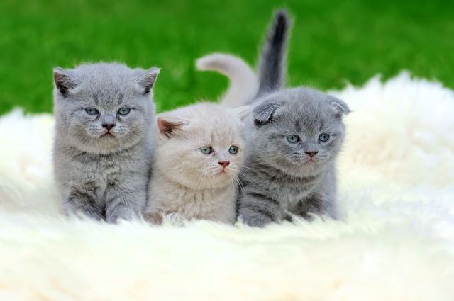 猫　赤ちゃん　育て方