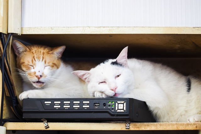 猫　リラックス