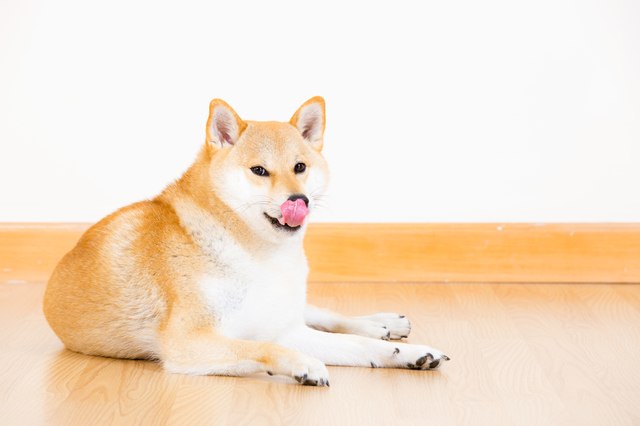 犬　舐める　理由
