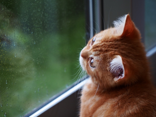 猫　分離不安　症状