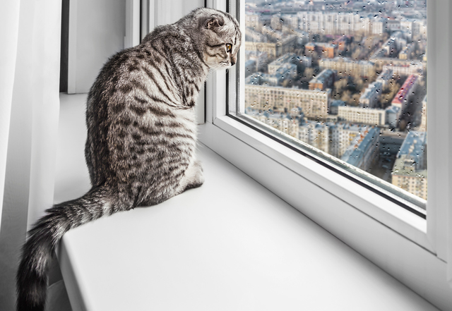 猫　適切な温度　湿度