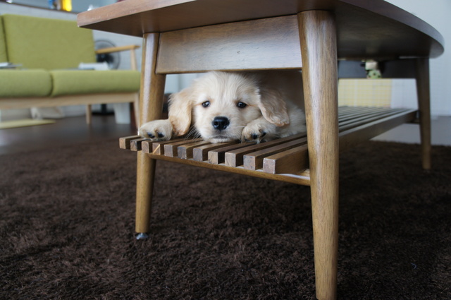 犬　おもちゃ　まとめ