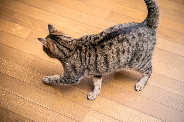 猫　歩き方　変