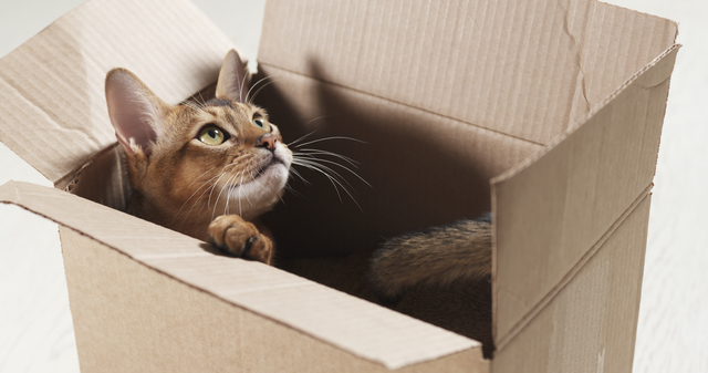 猫　箱に入る　なぜ