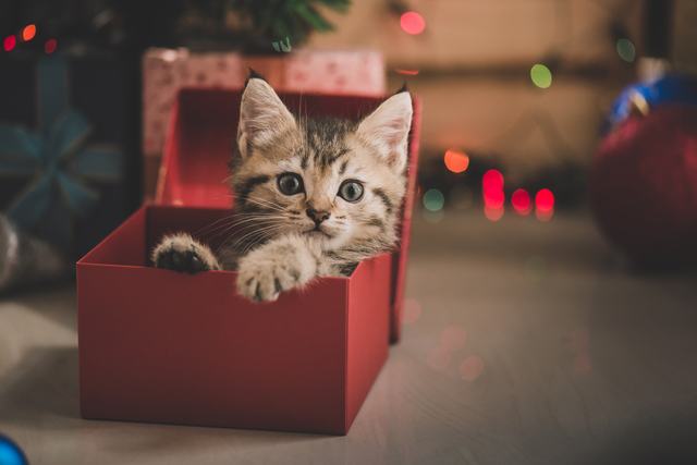 猫　箱に入る　かわいい