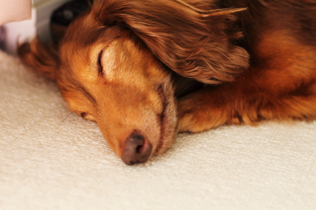 犬　尊敬される　なつかれる方法