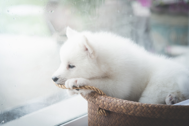 雨　犬　散歩