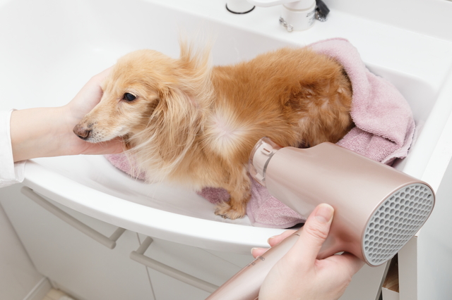 犬　濡れた　拭き方