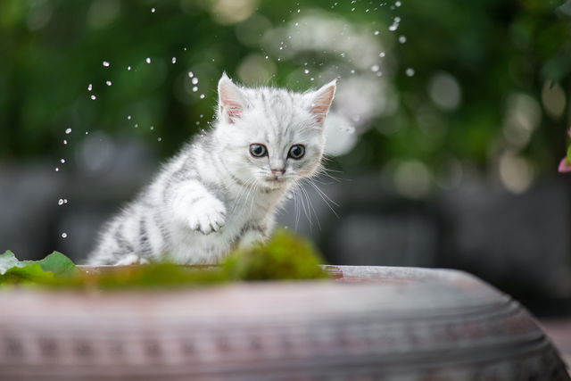 猫　暑さ対策　夏