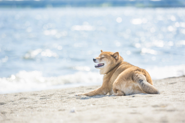 犬　夏　かかりやすい病気