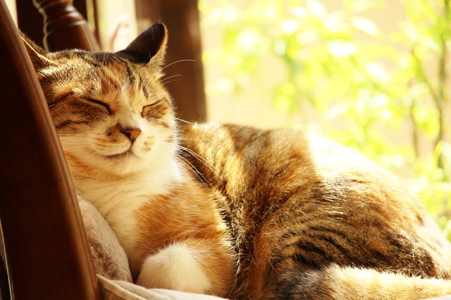 猫　暑さ対策