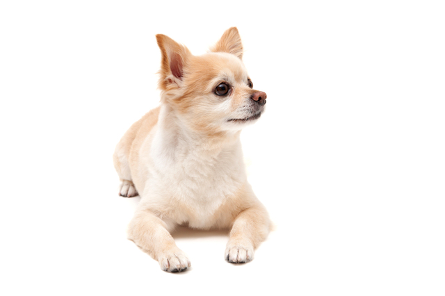 犬　サマーカット　メリット　デメリット