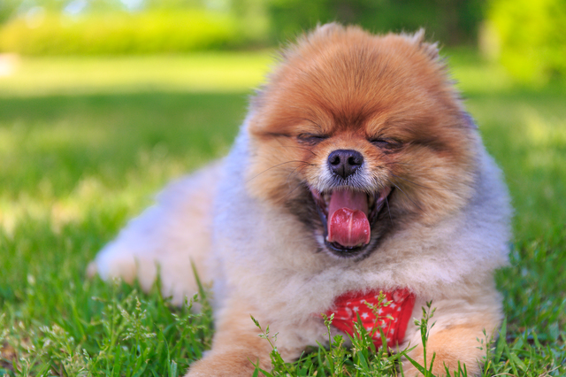 小型犬　散歩