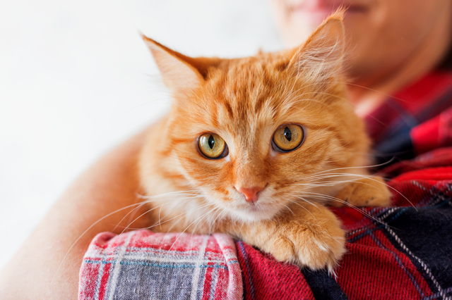 猫　好かれる方法
