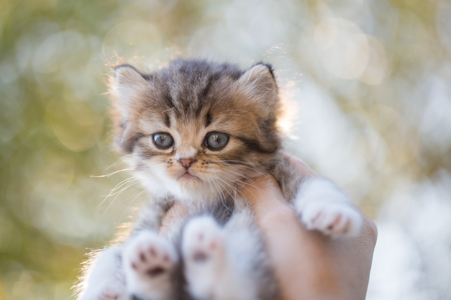 猫　なつかれる方法