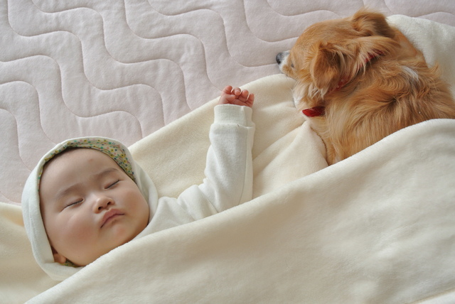 犬　飼い主　添い寝
