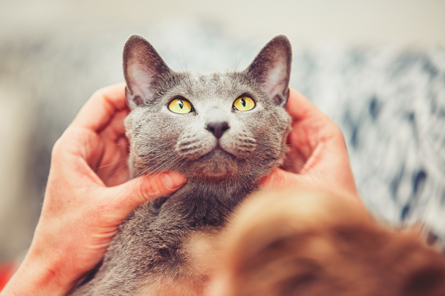 猫　マッサージ　やり方