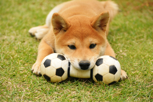 犬　噛む　なぜ