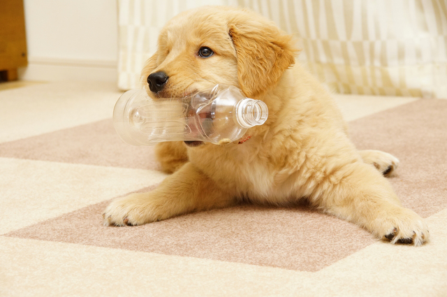 犬　ストレスサイン