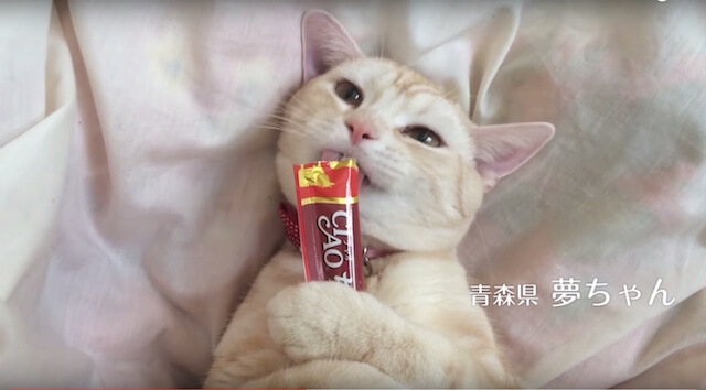 猫　ちゅーる