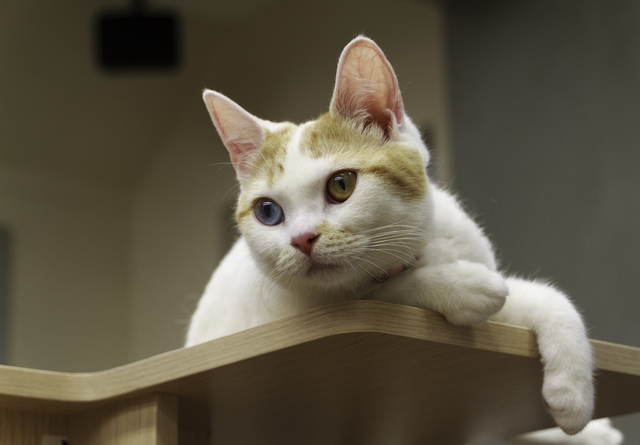 猫　オッドアイ　特徴