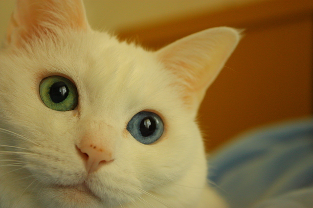 猫　オッドアイ