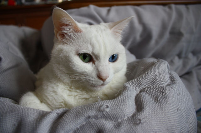 猫　オッドアイ　寿命
