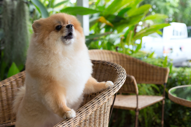 犬　吠える　どうして