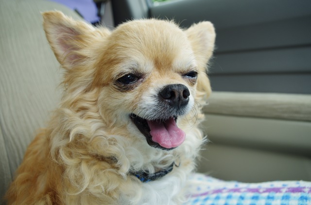 犬　吠える理由