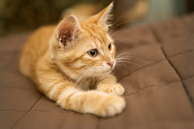 猫　嘔吐　原因