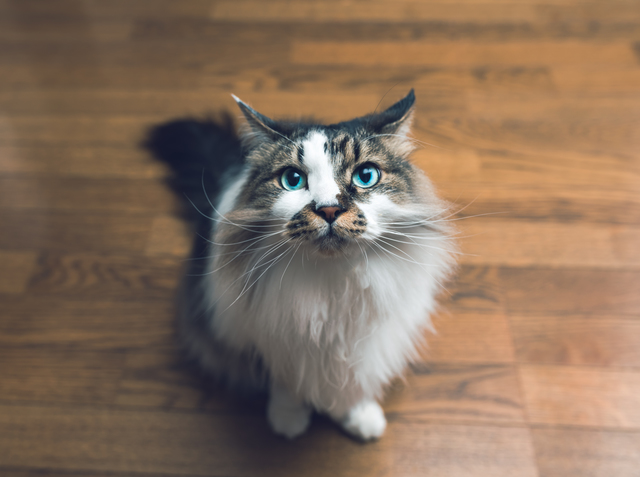 猫　好かれる方法