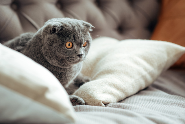 猫　年齢
