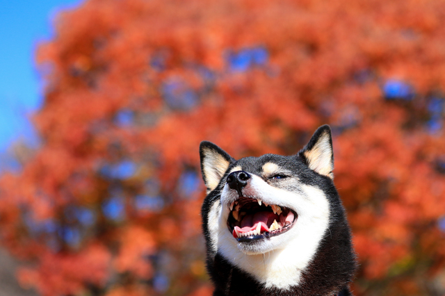 犬　お出かけ　秋
