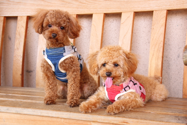 犬　おでかけ　秋　関東