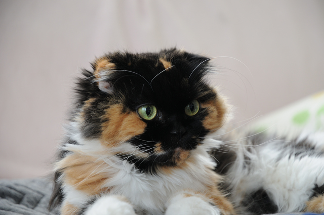 猫　おやつ　必要？