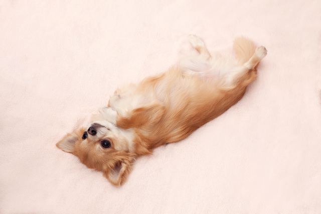 犬　好かれる方法
