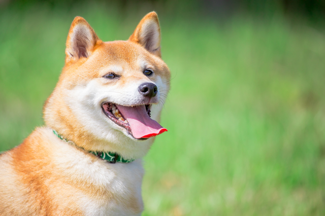 犬　しつけ　方法　基本