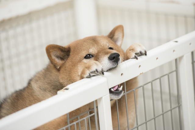 犬　噛んでくる　なぜ