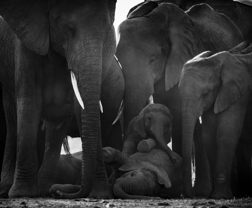 Black and White Family Album of Wild Africa | International Photo