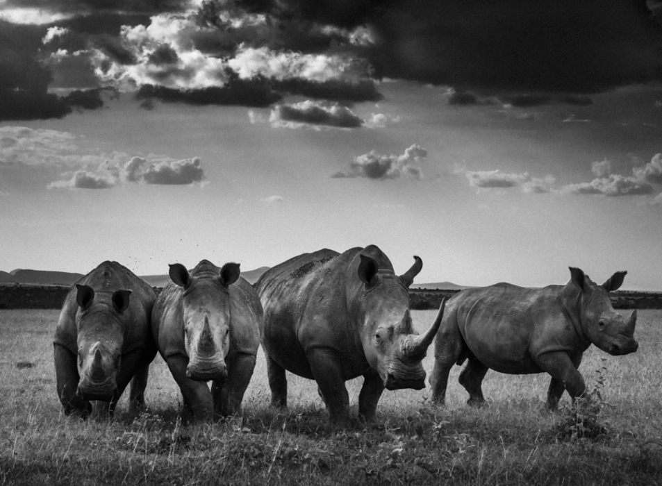 Black and White Family Album of Wild Africa | International Photo