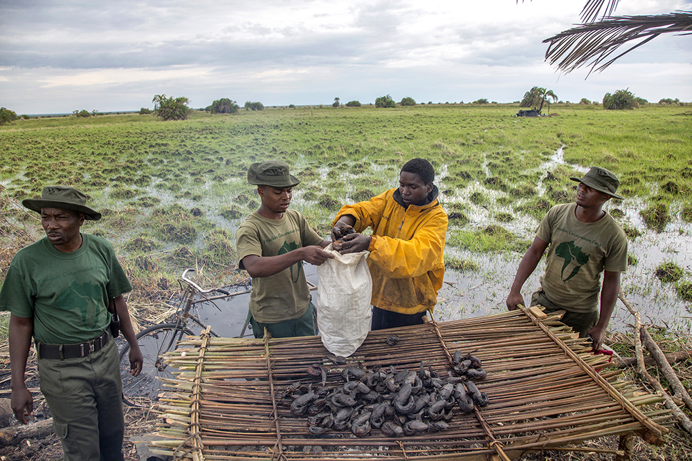 Fish Poachers International Photo Awards