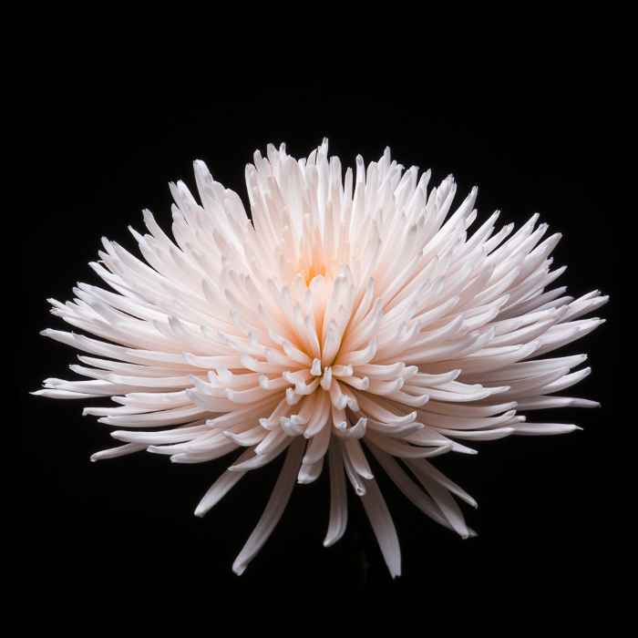 Fuji Mum | International Photo Awards